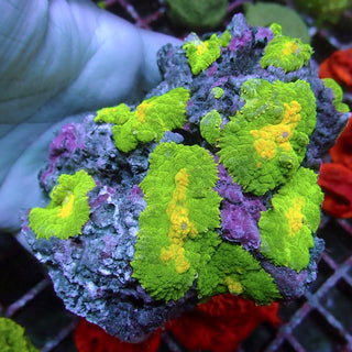 WYSIWYG 14 Emerald Green Rhodactis Mushroom Colony