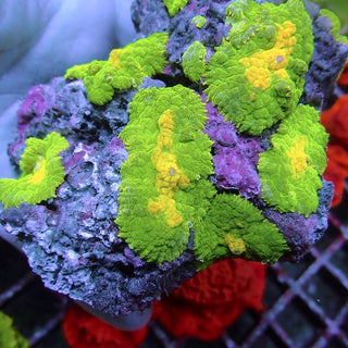 WYSIWYG 14 Emerald Green Rhodactis Mushroom Colony