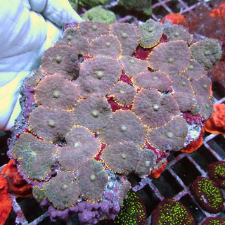 WYSIWYG 13 Gold Rim Lilac Rhodactis Mushroom Colony