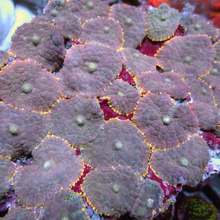 WYSIWYG 13 Gold Rim Lilac Rhodactis Mushroom Colony