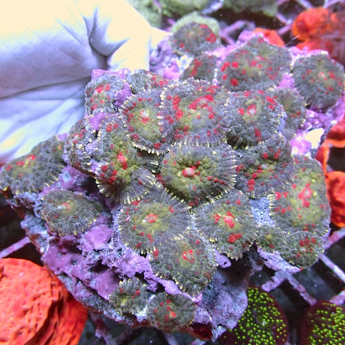 WYSIWYG 8 Red Spatter Rhodactis Mushroom Colony