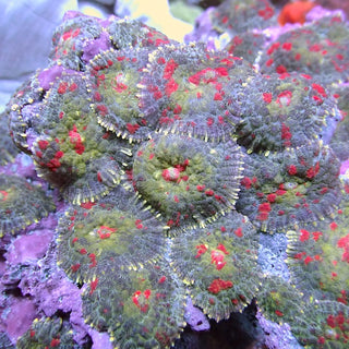 WYSIWYG 8 Red Spatter Rhodactis Mushroom Colony
