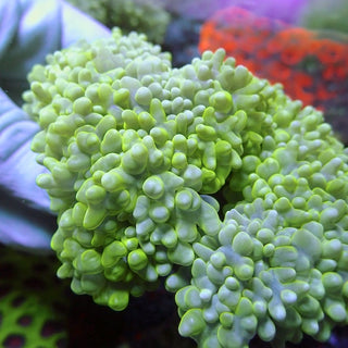 WYSIWYG 285 Green Pearl Bubble