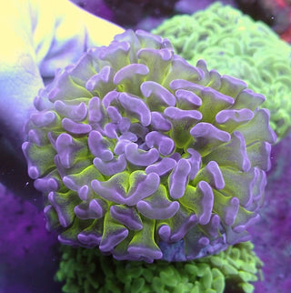 WYSIWYG 88 Lilac/Green Wall Hammer