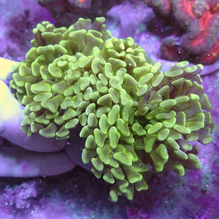 WYSIWYG 83 Green Wall Hammer