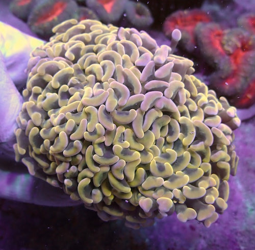 WYSIWYG 63 Yellow Gold Wall Hammer