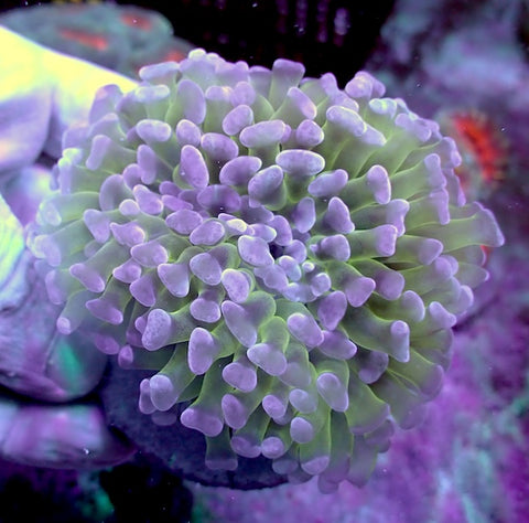 WYSIWYG 85 Lilac/Green Wall Hammer