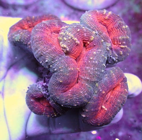 WYSIWYG 363 Orange Centre Branching Lobophyllia