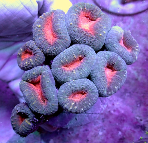 WYSIWYG 377 Orange Branching Lobophyllia