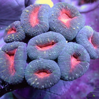 WYSIWYG 377 Orange Branching Lobophyllia