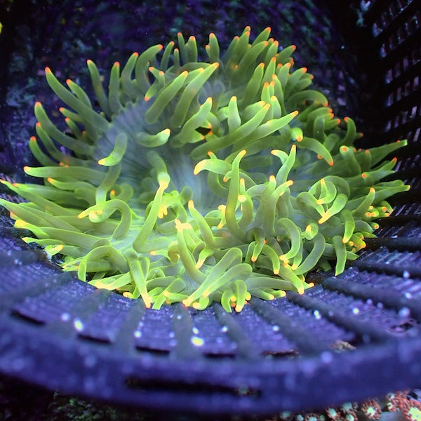 Bubble Tip Anemone WYSIWYG 2