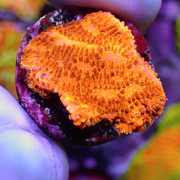 24K Lithophyllon Frag