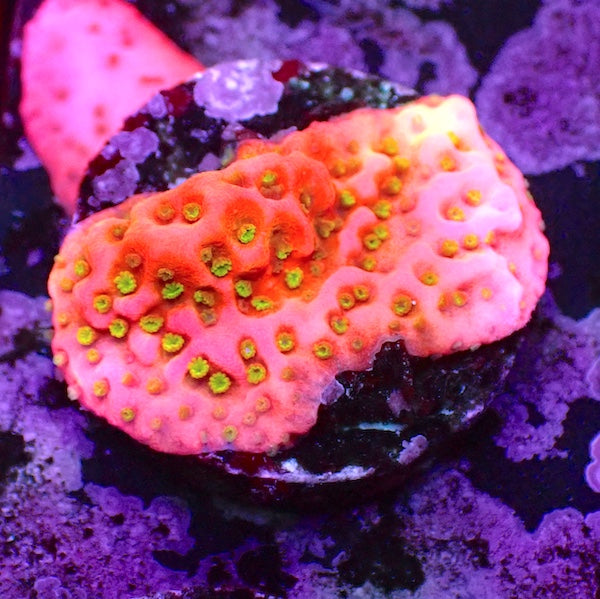 WYSIWYG 58 Tropic Thunder Montipora