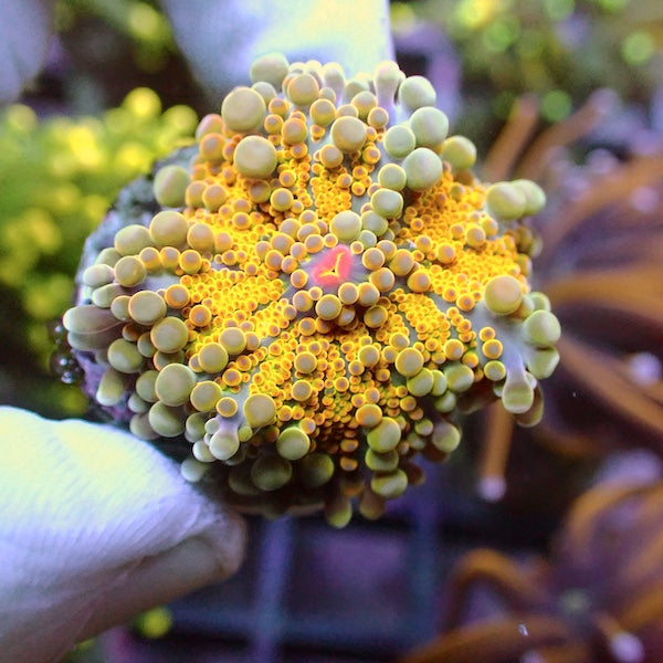 Yellow Ricordea yuma Polyp