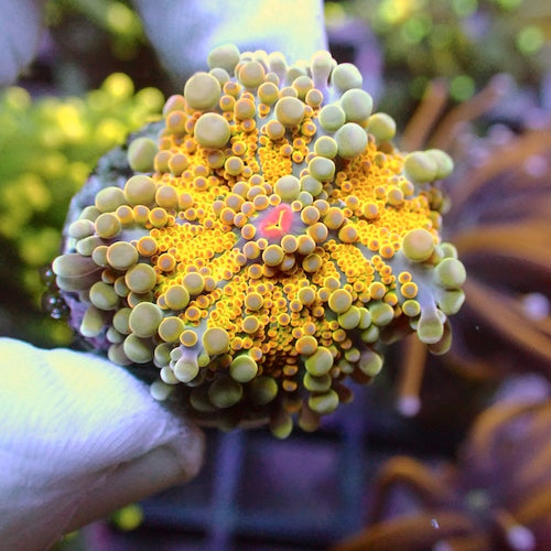 Yellow Ricordea yuma Polyp