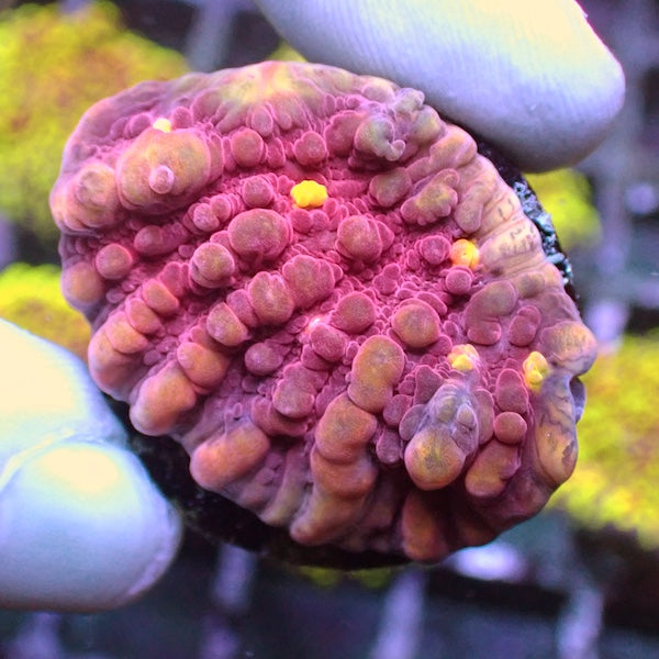 WYSIWYG 298 Burning Man Chalice