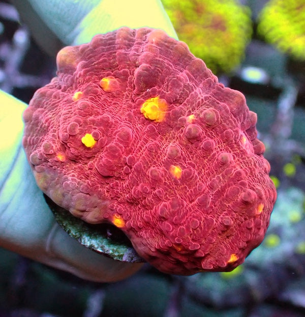 WYSIWYG 179 Burning Man Chalice