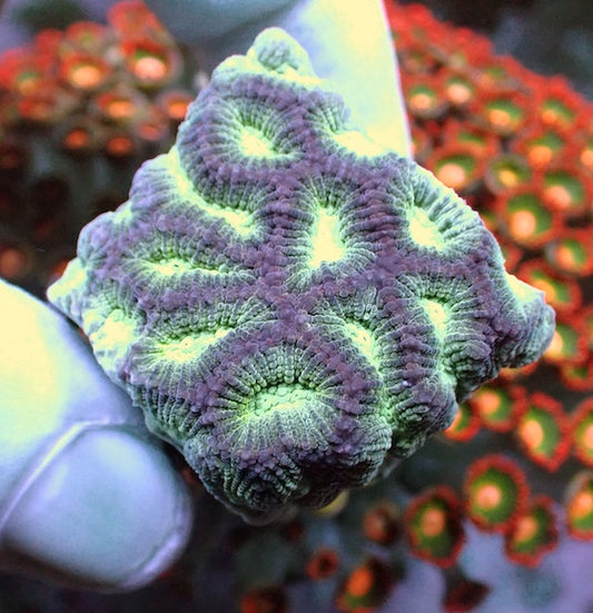 WYSIWYG 4 Iceberg Platygyra Frag