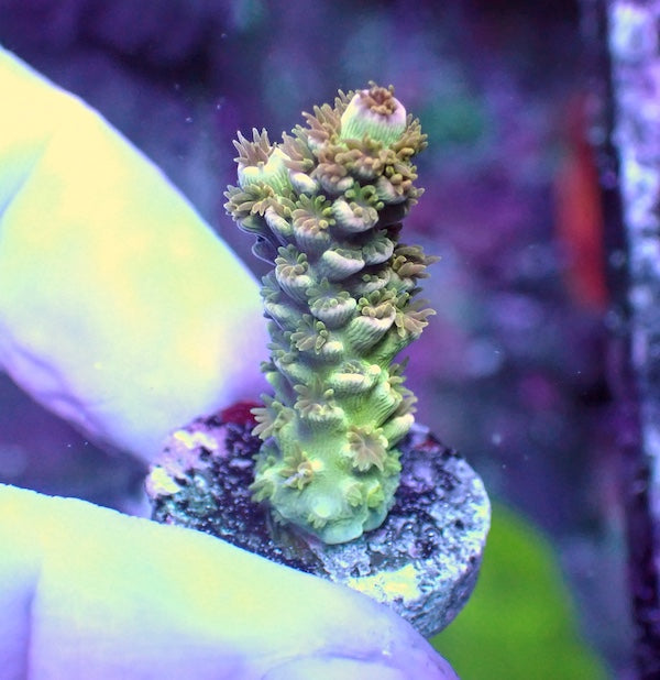 WYSIWYG 110 Blooming Acropora bifaria
