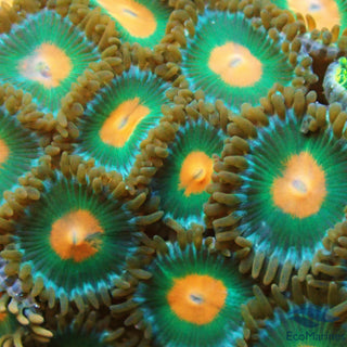 Reverse Gorilla Nipple Zoa Frag 5 Polyps.