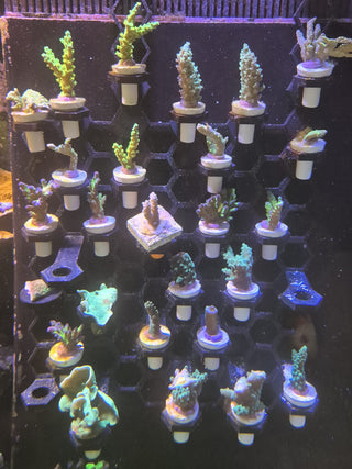 Charterhouse 3D Frag Wall Large