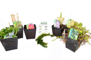 Pond Starter Packs - Pond topup Packs - Oxygenating - Compost and Pots Potted.