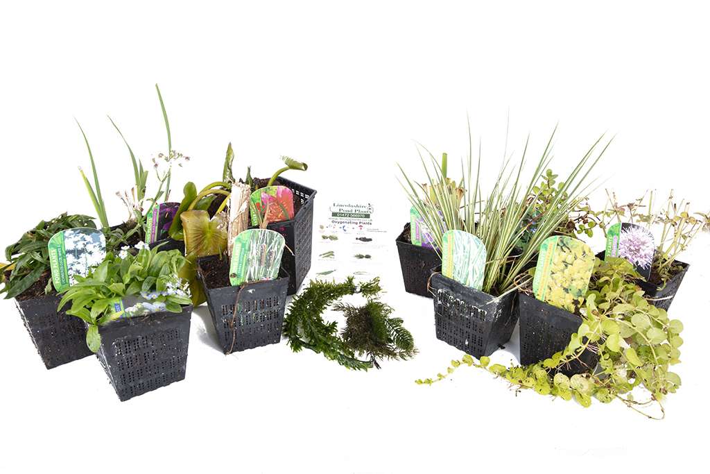 Pond Starter Packs - Pond topup Packs - Oxygenating - Compost and Pots Potted.