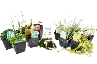 Pond Starter Packs - Pond topup Packs - Oxygenating - Compost and Pots Potted.