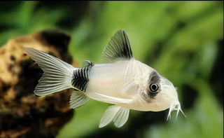 Panda Corydoras Panda 3cm Catfish.
