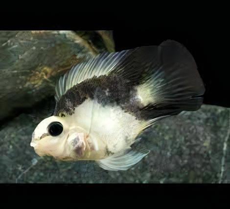 Panda Parrot Fish Hybrid Amphilophus Citrinellus × Vieja melanurus 5cm.