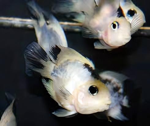 Panda Parrot Fish Hybrid Amphilophus Citrinellus × Vieja melanurus 5cm.