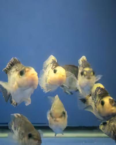 Panda Parrot Fish Hybrid Amphilophus Citrinellus × Vieja melanurus 5cm.