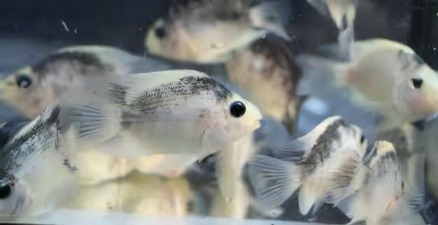 Panda Parrot Fish Hybrid Amphilophus Citrinellus × Vieja melanurus 5cm.