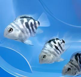 Panda Parrot Fish Hybrid Amphilophus Citrinellus × Vieja melanurus 5cm.