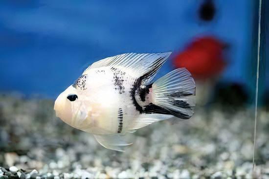 Panda Parrot Fish Hybrid Amphilophus Citrinellus × Vieja melanurus 5cm.