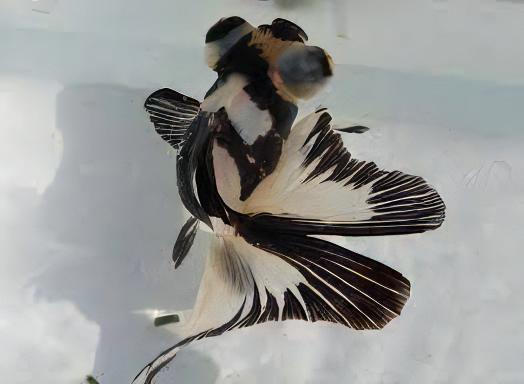 Panda Telescope Butterfly Moor Goldfish Carassius Auratus.