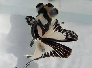 Panda Telescope Butterfly Moor Goldfish Carassius Auratus.