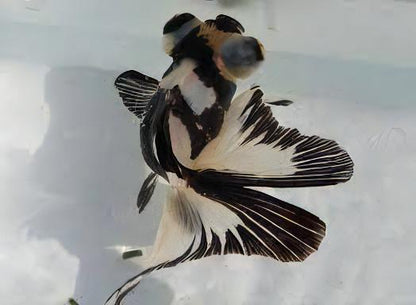 Panda Telescope Butterfly Moor Goldfish Carassius Auratus.