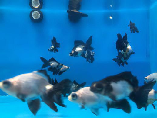 Panda Telescope Butterfly Moor Goldfish Carassius Auratus.