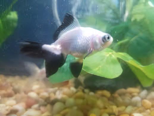 Panda Telescope Butterfly Moor Goldfish Carassius Auratus.
