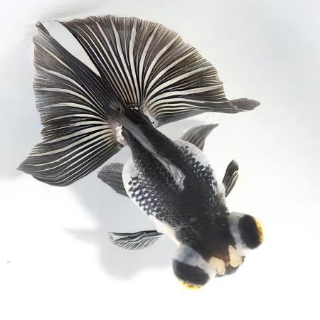 Panda Telescope Butterfly Moor Goldfish Carassius Auratus.