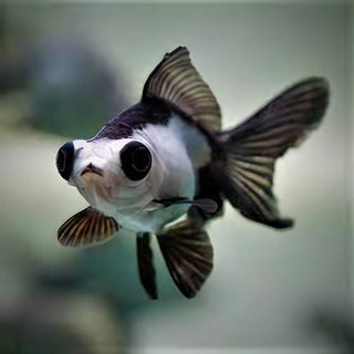 Assorted Telescope Butterfly Moor Goldfish Carassius Auratus.