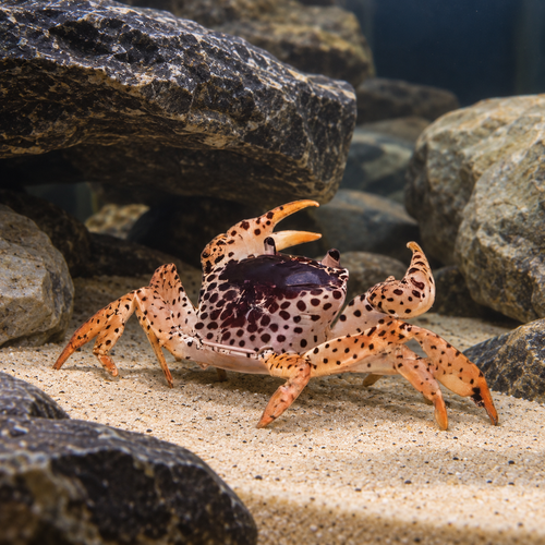 Panther Crab