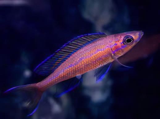 Paracyprichromis Nigripinnis Neon Blue Tanganyikan African Cichlids 5cm.