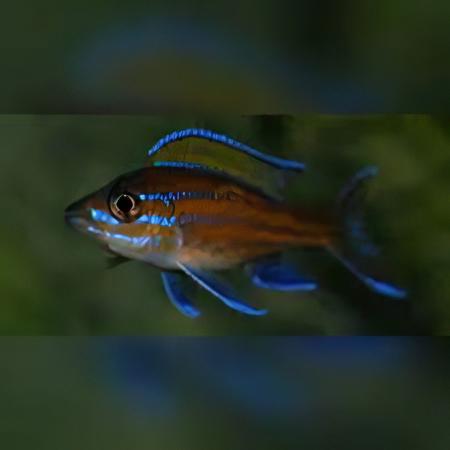 Paracyprichromis Nigripinnis Neon Blue Tanganyikan African Cichlids 5cm.