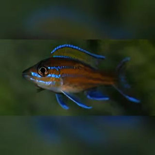 Paracyprichromis Nigripinnis Neon Blue Tanganyikan African Cichlids 5cm.