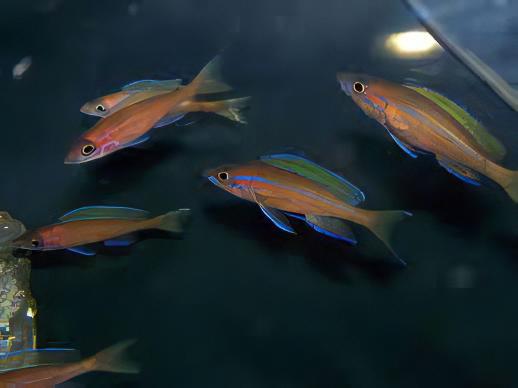 Paracyprichromis Nigripinnis Neon Blue Tanganyikan African Cichlids 5cm.
