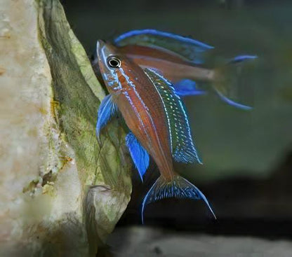 Paracyprichromis Nigripinnis Neon Blue Tanganyikan African Cichlids 5cm.