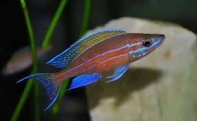 Paracyprichromis Nigripinnis Neon Blue Tanganyikan African Cichlids 5cm.