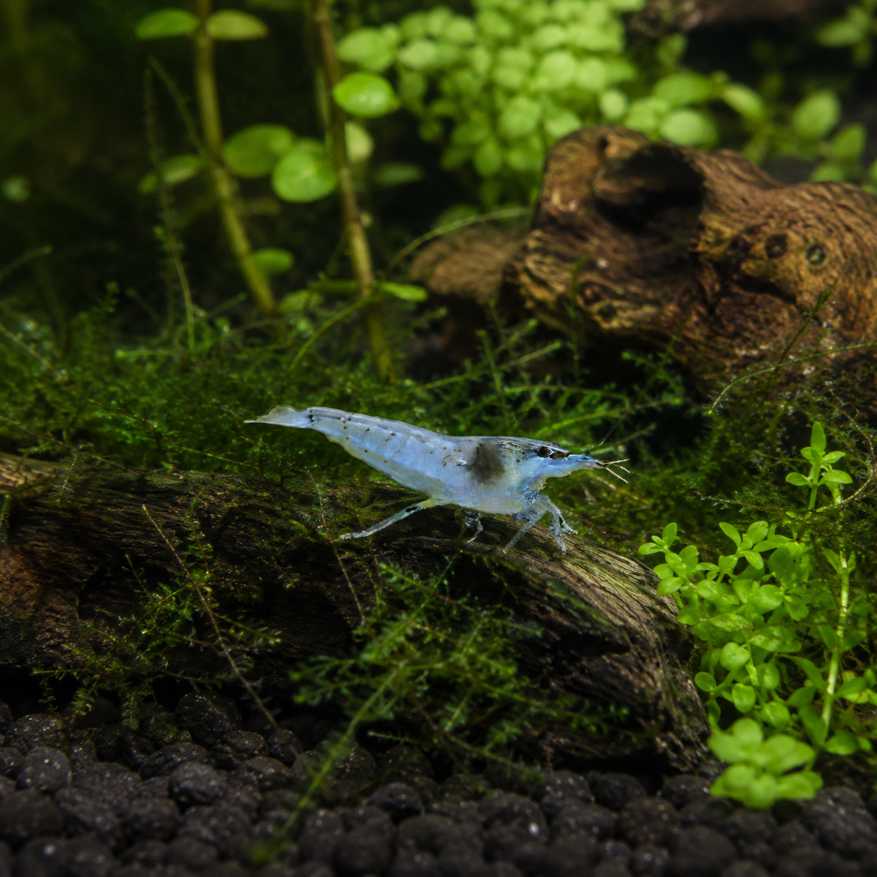 Pearl blue shrimp in planted aquarium